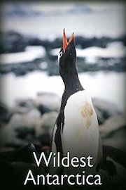 Wildest Antarctica