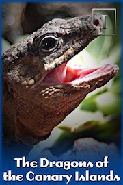 The Dragons of the Canary Islands