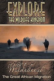 Explore The Wildlife Kingdom: Wildebeest - The Great African Migration