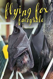 Flying Fox Fairytale