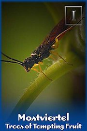 Mostviertel - Trees of Tempting Fruit