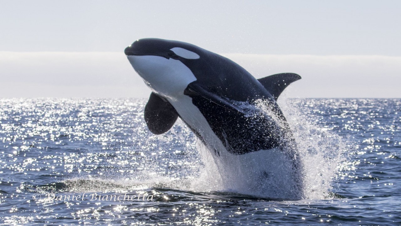 Killer Whales - The Ultimate Guide