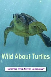 Wild About - Turtles