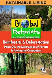 Global Footprints - Rainforests & Deforestation, Palm Oil & Saving the Orangutan