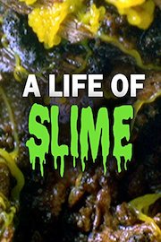 A Life of Slime