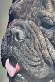 THE ORIGINAL BULLDOG