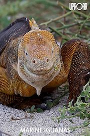 Marine Iguanas