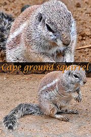 Cape ground squirrel