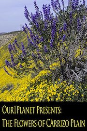 Our1Planet Presents: The Flowers of Carrizo Plain