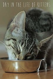 Day In The Life of Kittens