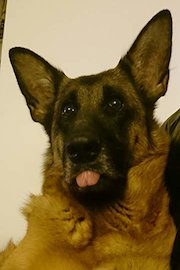 German Shepherd Wants Dinner