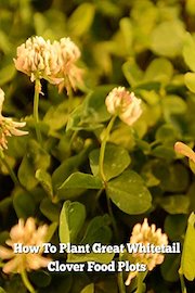 How To Plant Great Whitetail Clover Food Plots