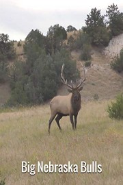 Big Nebraska Bulls