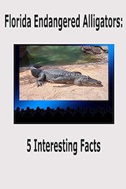 Florida Endangered Alligators: 5 Interesting Facts