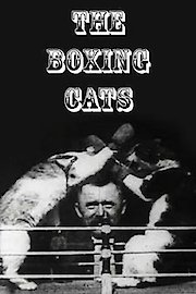 Boxing Cats