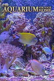 Aquarium For Your Home