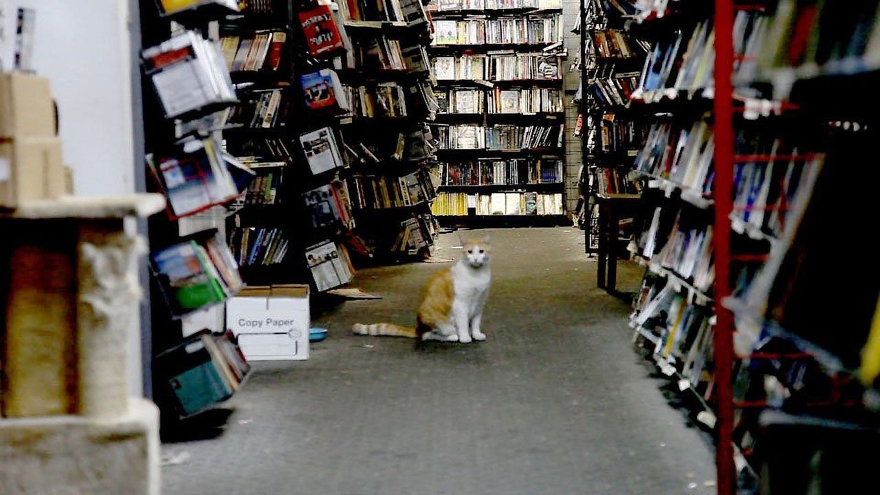 There Were Always Dogs, Never Kids