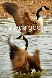 Canada goose