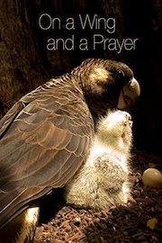 On A Wing And A Prayer
