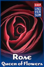 Rose - Queen of Flowers
