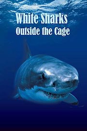 White Sharks Outside the Cage