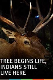 Tree Begins Life, Indians Still Live Here