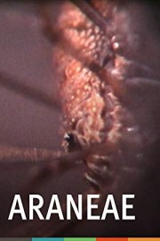 Araneae