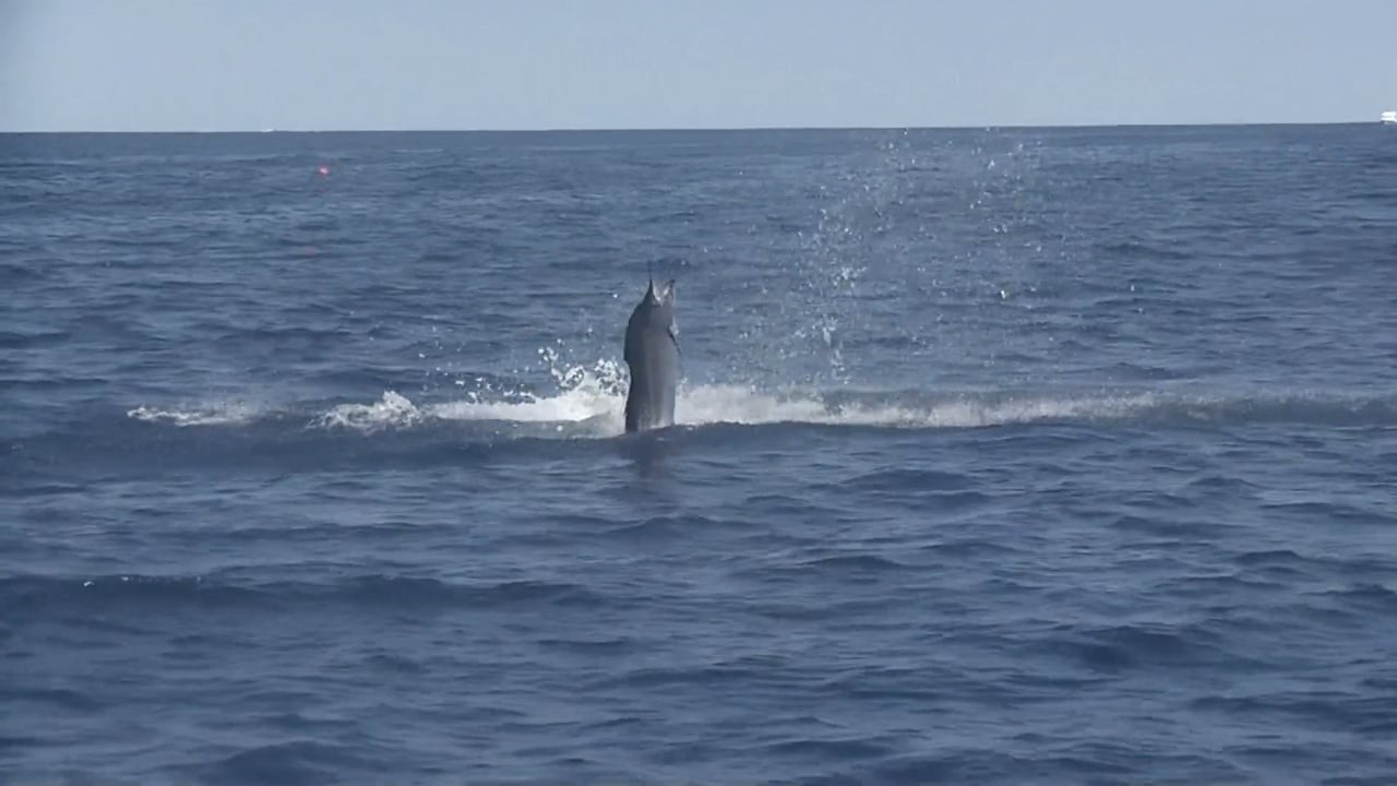 Reelin' In The Keys - Charisma Charters