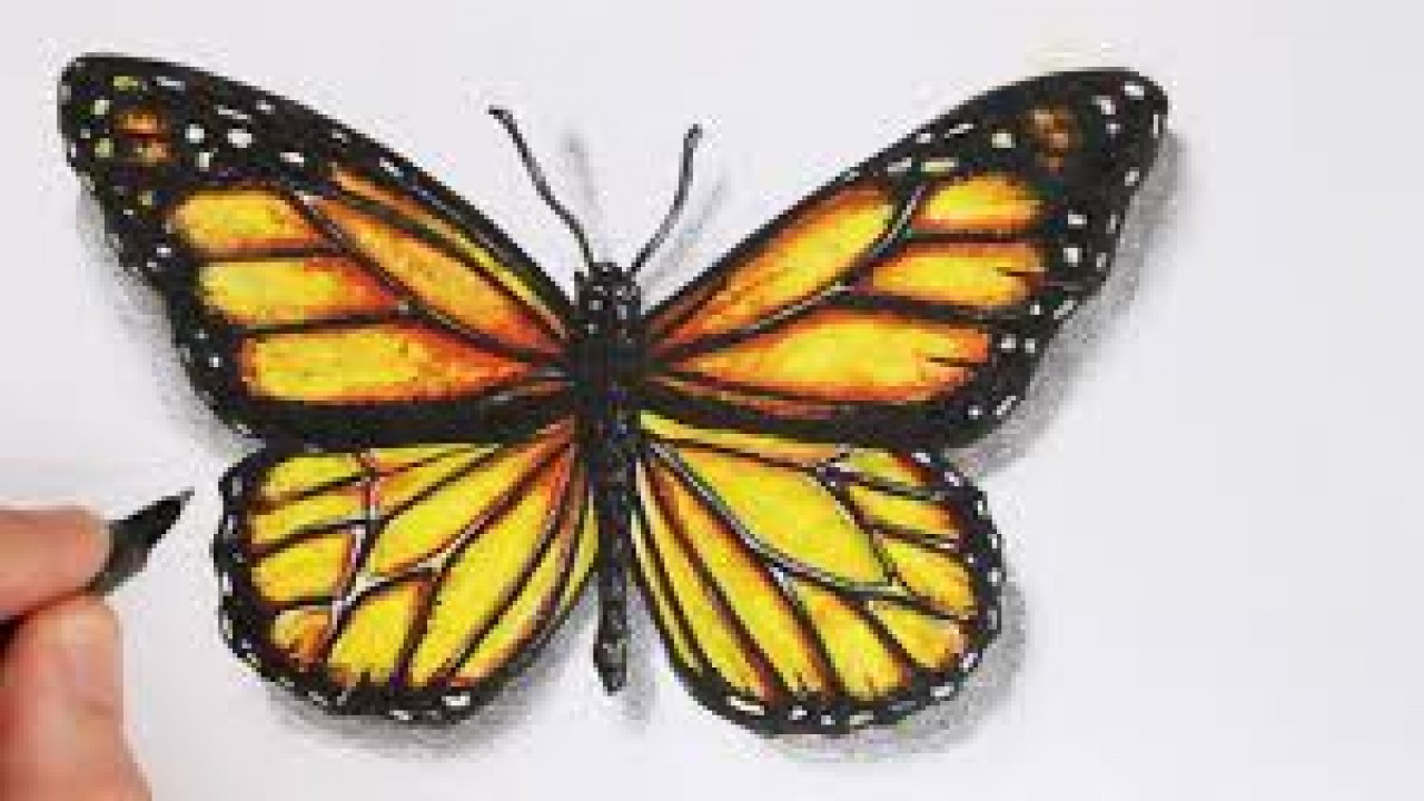 Time Lapse Drawing of a Butterfly