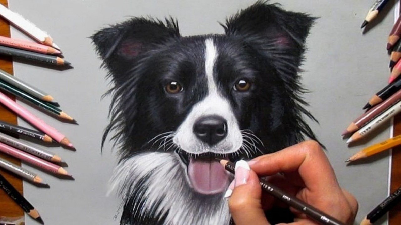 Time Lapse Drawing of a Border Collie Dog