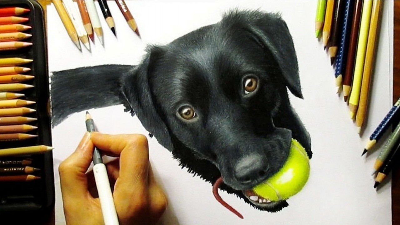 Time Lapse Drawing of a Black Labrador Puppy