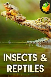 Insects & Reptiles
