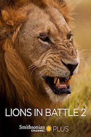 Lions in Battle 2
