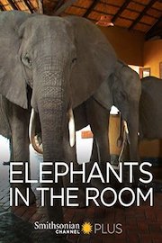 Elephants in the Room