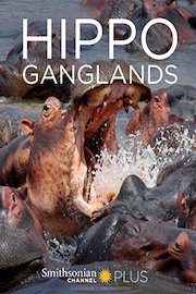 Hippo Ganglands
