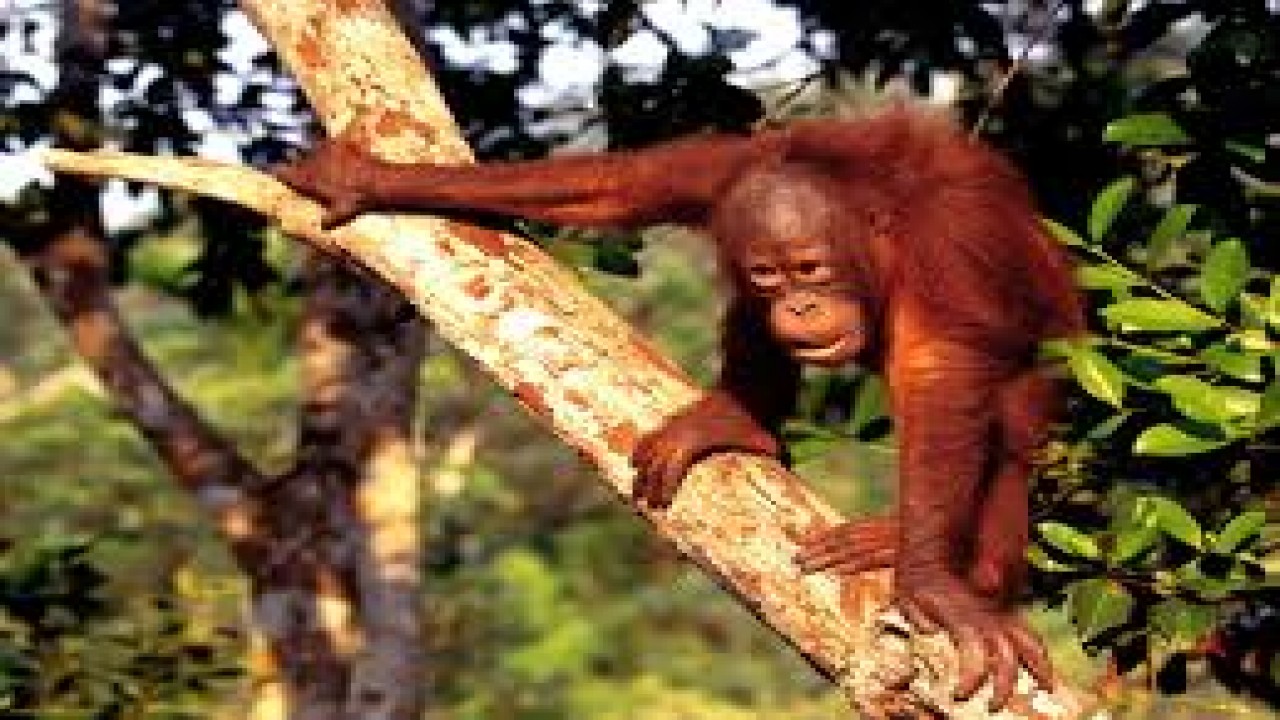 Orangutans Borneo Malaysia