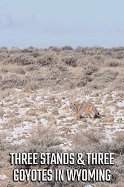 Three Stands & Three Coyotes in Wyoming