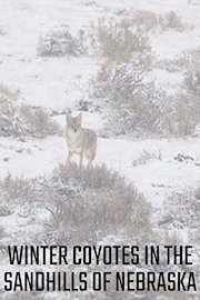 Winter Coyotes in the Sandhills of Nebraska