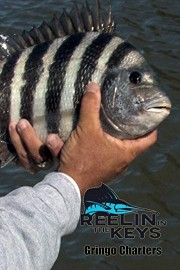 Reelin' In The Keys -Gringo Charters