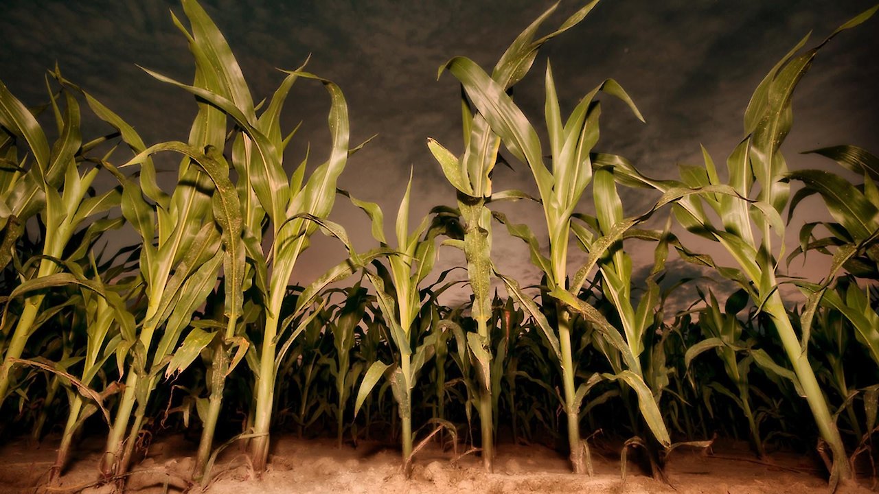 Children of the Corn 7: Revelation