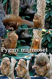 Pygmy marmoset. Snack Time