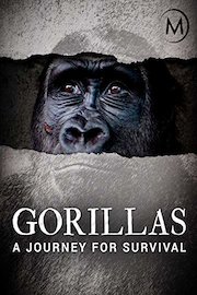 Gorillas: A Journey For Survival