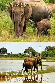 Wild Sri Lanka. Elephants in Uda Walawe