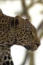 Wild Secrets: Canines and Felines of the Serengeti