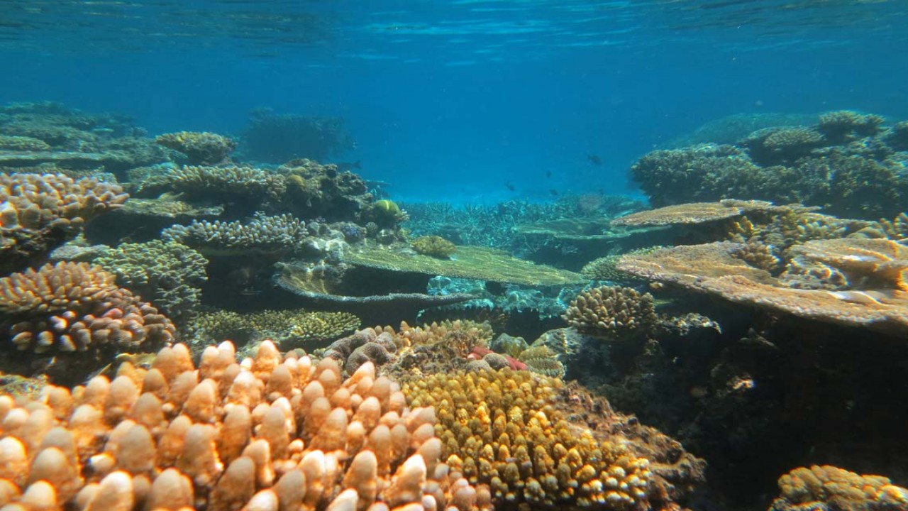 Globe Trekker - Queensland and the Great Barrier Reef