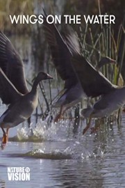 Wings on the Water