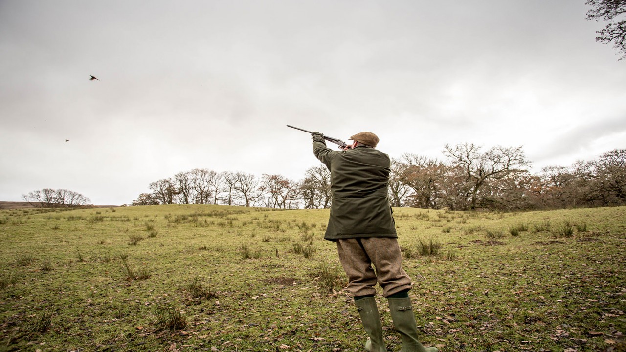 The Game Shoot: Driven Pheasant on an English Estate