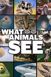 What Animals See
