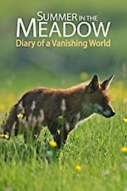 Summer in the Meadow - Diary of a Vanishing World