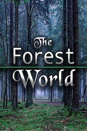 The Forest World